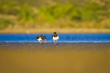 Su ve kuş Oystercatcher. Mavi, yeşil ve sarı arka plan. Bayağı Oystercatcher Haematopus ostralegus.
