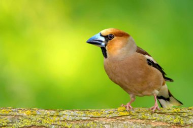 Sevimli küçük kuş Hawfinch. Hawfinch yerde besleniyor. Yeşil doğa arka planı. Kuş: Hawfinch. Coccothraustes coccothraustes.
