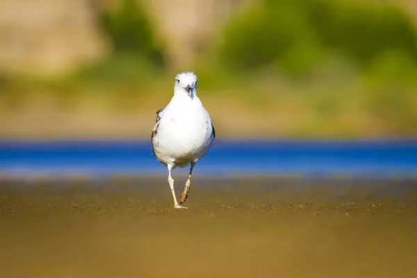 Cute Bird Seagull Blue Yellow Green Nature Background Yellow Legged — Stock Photo, Image