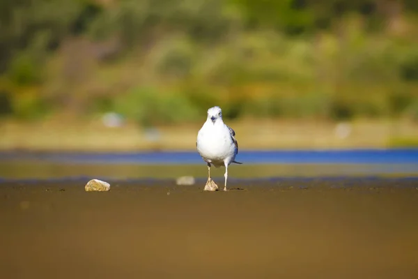 Pássaro Bonito Gaivota Azul Amarelo Verde Natureza Fundo Gaivota Pernas — Fotografia de Stock