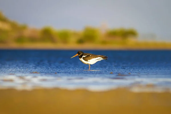 Eau Oiseau Oystercatcher Fond Naturel Coloré Oiseau Huîtrier Europe Haematopus — Photo