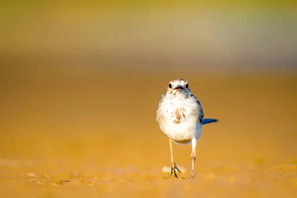 Coda Bianca Blu Mare Sabbia Gialla Sfondo Della Natura Uccello — Foto Stock