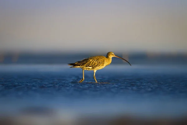 Curlew Euroasiático Fondo Naturaleza Acuática Bird Eurasian Curlew Inglés Numenius — Foto de Stock