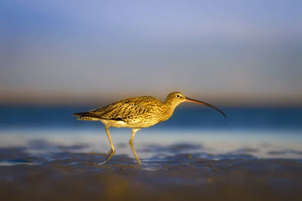 Courlis Eurasie Arrière Plan Nature Aquatique Oiseau Courlis Eurasie Numenius — Photo