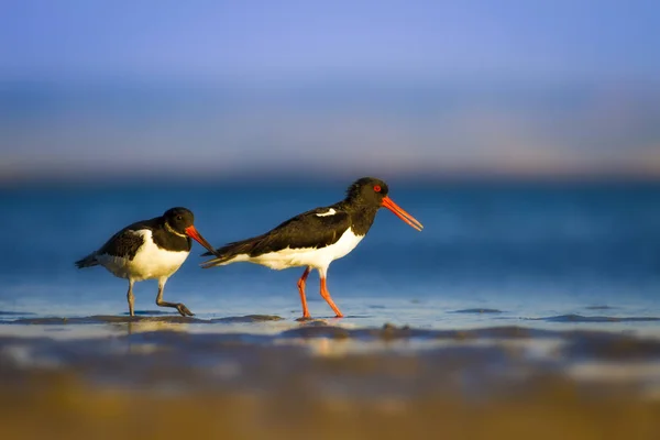 Вода Птица Ойстеркэтчер Красочный Природный Фон Птица Eurasian Oystercatcher Haematopus — стоковое фото