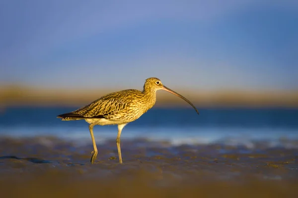 Courlis Eurasie Arrière Plan Nature Aquatique Oiseau Courlis Eurasie Numenius — Photo