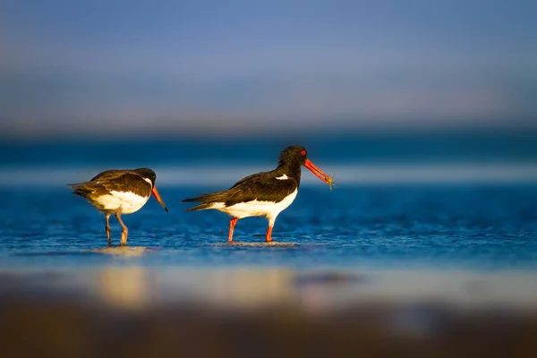 Kuş Oystercatcher Renkli Doğa Arka Plan Kuş Avrasya Stiridye Tutucu — Stok fotoğraf