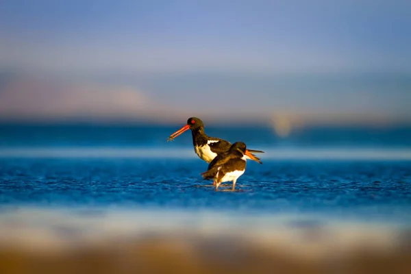 Вода Птица Ойстеркэтчер Красочный Природный Фон Птица Eurasian Oystercatcher Haematopus — стоковое фото