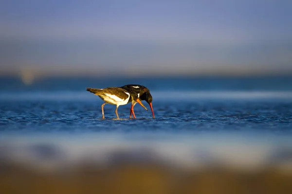 Víz Madár Csigaforgató Színes Természeti Háttér Madár Eurázsiai Oystercatcher Haematopus — Stock Fotó