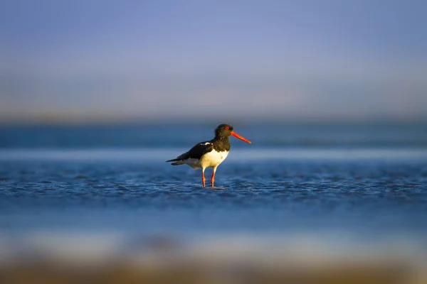 Water Vogel Oystercatcher Kleurrijke Natuur Achtergrond Vogel Scholekster Van Hematopus — Stockfoto