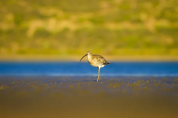 Courlis Eurasie Arrière Plan Nature Aquatique Oiseau Courlis Eurasie Numenius — Photo