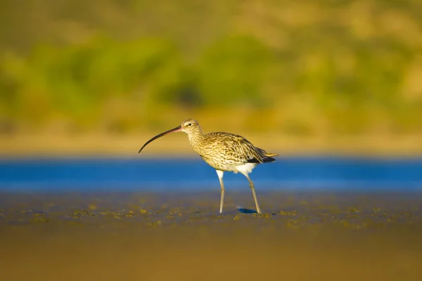 Eurasiática Curlew Fundo Natureza Água Pássaro Eurasiático Curlew Numenius Arquata — Fotografia de Stock