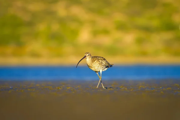 Curlew Euroasiático Fondo Naturaleza Acuática Bird Eurasian Curlew Inglés Numenius —  Fotos de Stock