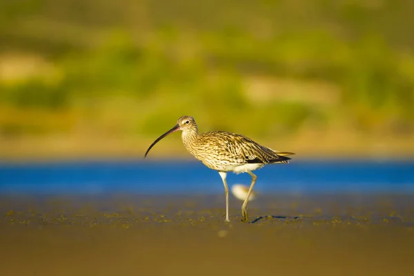 Großer Brachvogel Wasser Natur Hintergrund Vogel Großer Brachvogel Numenius Arquata — Stockfoto