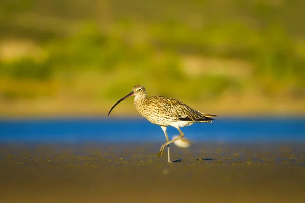 Eurasiática Curlew Fundo Natureza Água Pássaro Eurasiático Curlew Numenius Arquata — Fotografia de Stock