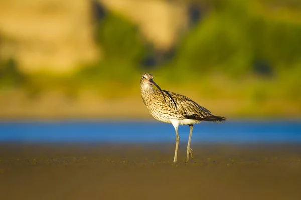 Courlis Eurasie Arrière Plan Nature Aquatique Oiseau Courlis Eurasie Numenius — Photo