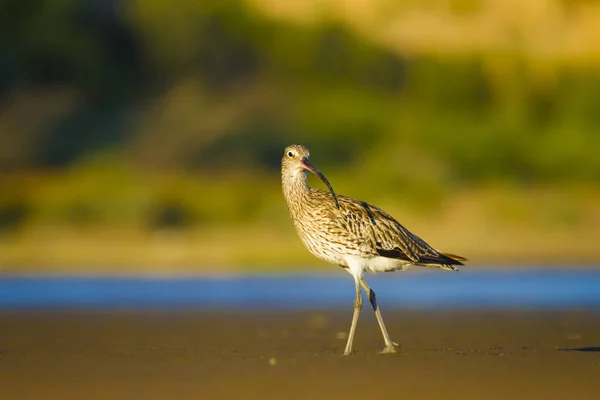 Courlis Eurasie Arrière Plan Nature Aquatique Oiseau Courlis Eurasie Numenius — Photo