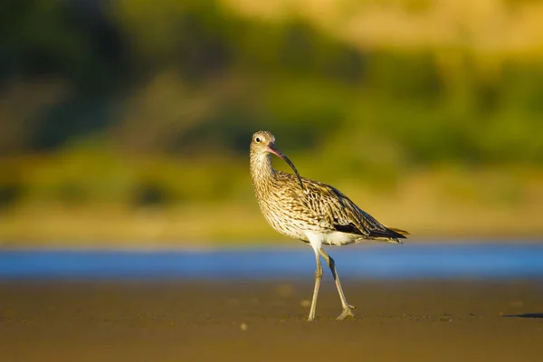 Eurasiática Curlew Fundo Natureza Água Pássaro Eurasiático Curlew Numenius Arquata — Fotografia de Stock