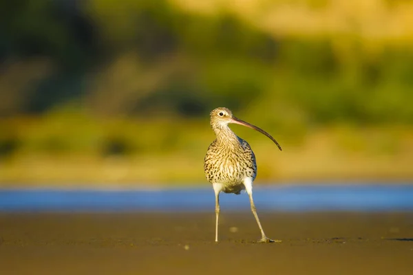 Eurasiática Curlew Fundo Natureza Água Pássaro Eurasiático Curlew Numenius Arquata — Fotografia de Stock