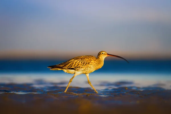 Großer Brachvogel Wasser Natur Hintergrund Vogel Großer Brachvogel Numenius Arquata — Stockfoto