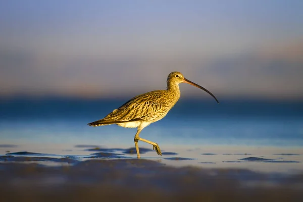 Großer Brachvogel Wasser Natur Hintergrund Vogel Großer Brachvogel Numenius Arquata — Stockfoto