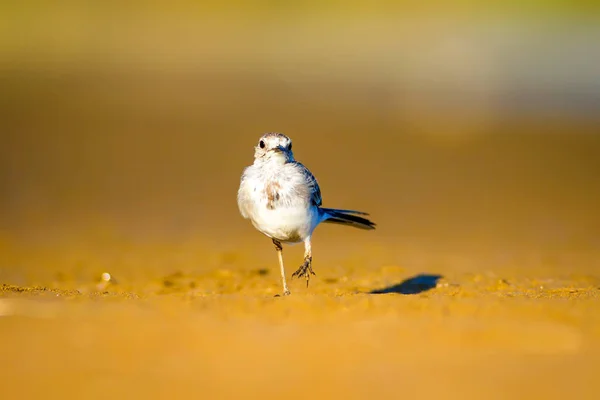 Bachstelze Blaues Meer Und Gelber Sand Natur Hintergrund Vogel Bachstelze — Stockfoto