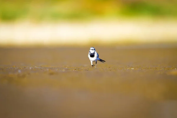 Witte Kwikstaart Blauwe Zee Gele Zand Natuur Achtergrond Vogel Witte — Stockfoto