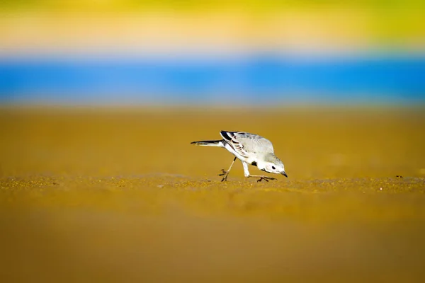 Witte Kwikstaart Blauwe Zee Gele Zand Natuur Achtergrond Vogel Witte — Stockfoto