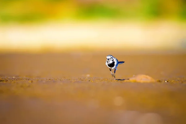 White Wagtail Azul Mar Areia Amarela Natureza Fundo Pássaro Branco — Fotografia de Stock