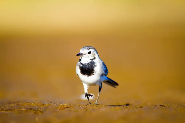 Bachstelze Blaues Meer Und Gelber Sand Natur Hintergrund Vogel Bachstelze — Stockfoto