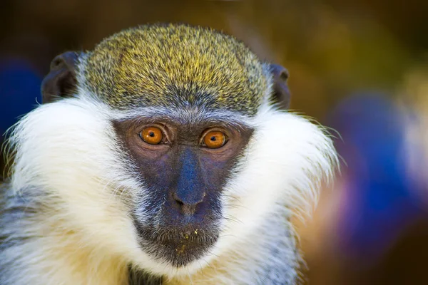 Sevimli vervet maymunu. Doğa arka planını bulanıklaştırın. Maymun portresi. 