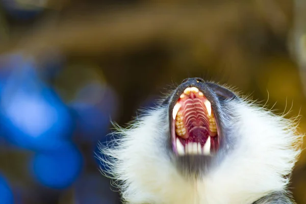 Schattig Vervet Aap Vervaagt Natuur Achtergrond Aap Portret — Stockfoto