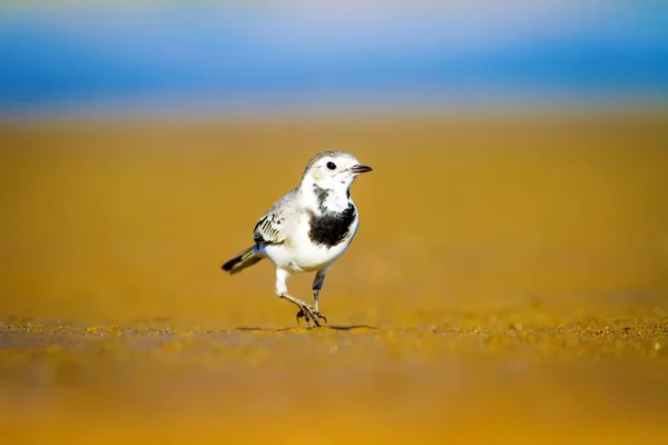 Білий Вагхвіст Синє Море Жовто Пісочний Характер Фону Птах Білий — стокове фото