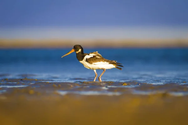 Kuş Oystercatcher Mavi Yeşil Sarı Arka Plan Bayağı Oystercatcher Haematopus — Stok fotoğraf