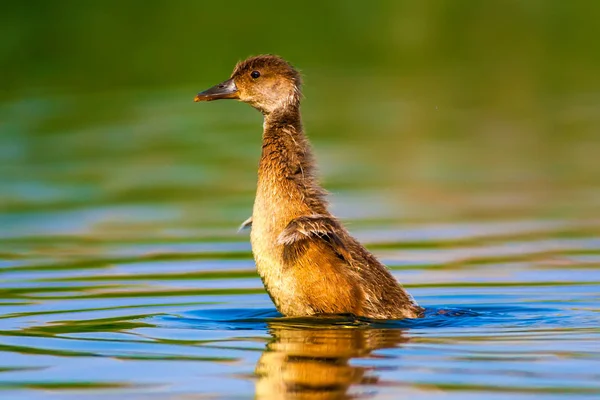 Wetland Habitat Water Bird Colorful Natural Habitat Background — Stock Photo, Image