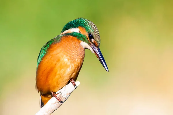 Nature and birds. Colorful natural background.