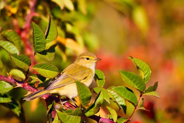 Doğa ve kuşlar. Renkli doğal arka plan. 