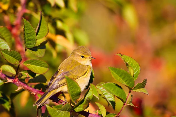 Natur Och Fåglar Färgglad Natur Bakgrund — Stockfoto