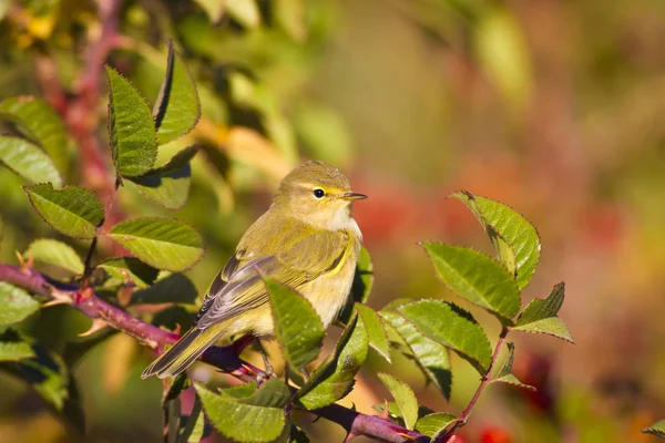 Doğa ve kuşlar. Renkli doğal arka plan. 