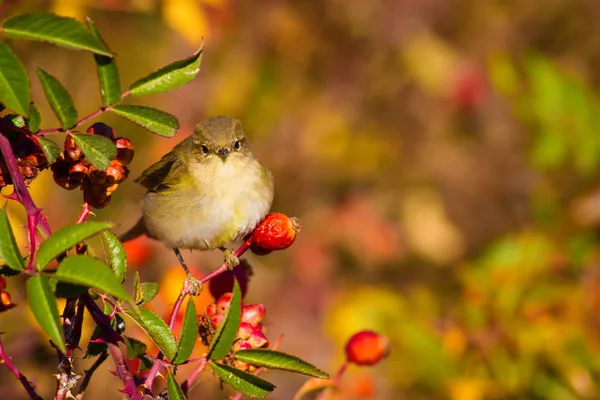 Природа Птицы Красочный Природный Фон — стоковое фото