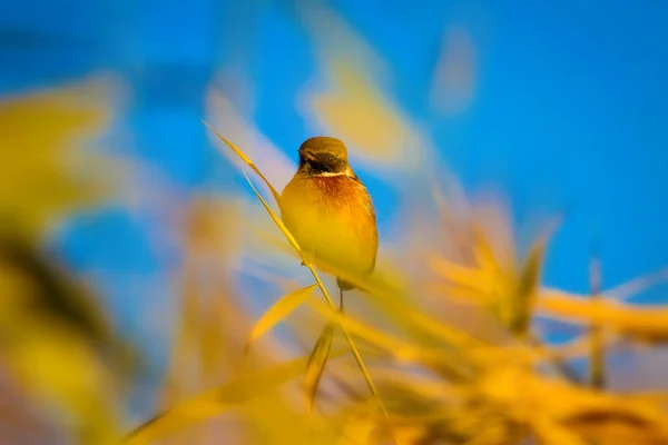 Natur Och Fåglar Färgglad Natur Bakgrund — Stockfoto