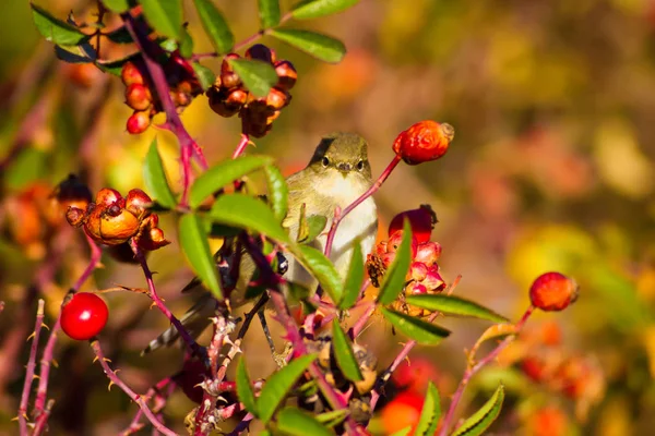 Natur Och Fåglar Färgglad Natur Bakgrund — Stockfoto