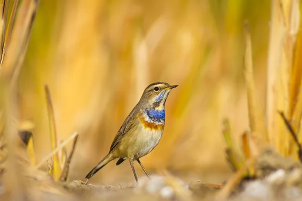 Cute Little Bird Nature Background Common Bird Bluethroat — Stock Photo, Image