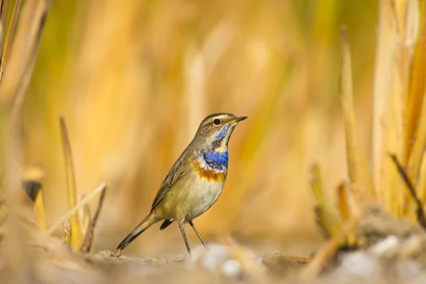 Cute Little Bird Nature Background Common Bird Bluethroat — Stock Photo, Image