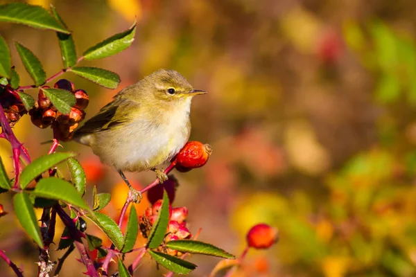 Nature Oiseaux Fond Naturel Coloré — Photo