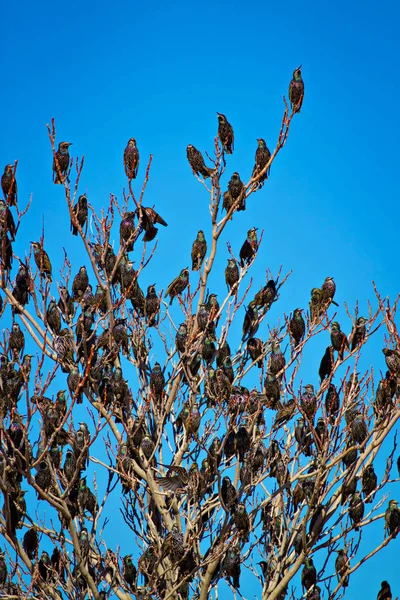Flying birds. Birds silhouettes. Warm color nature background. Bird species; Common Starling. Sturnus vulgaris.