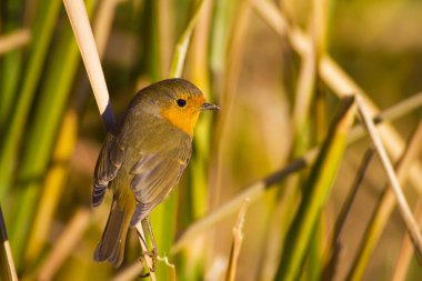 Sıradan küçük sevimli kuş Robin. Doğa arka planı.