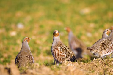 Vahşi kuş kekliği. Doğa geçmişi. Kuş: Gri Partridge Perdix perdix