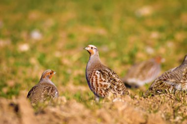 Vahşi kuş kekliği. Doğa geçmişi. Kuş: Gri Partridge Perdix perdix