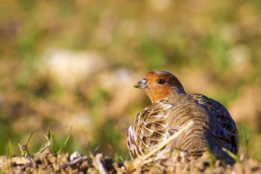Vahşi kuş kekliği. Doğa geçmişi. Kuş: Gri Partridge Perdix perdix